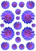 Fietsstickers bloemen Dahlia blauw/rood