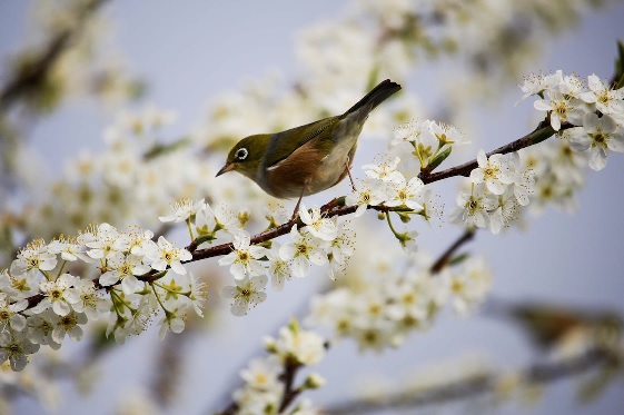 Bereid je tuin voor op de lente